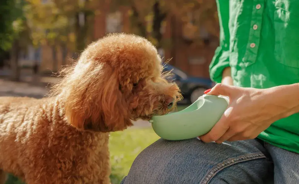 Lleva un registro de cuánta agua bebe tu perro