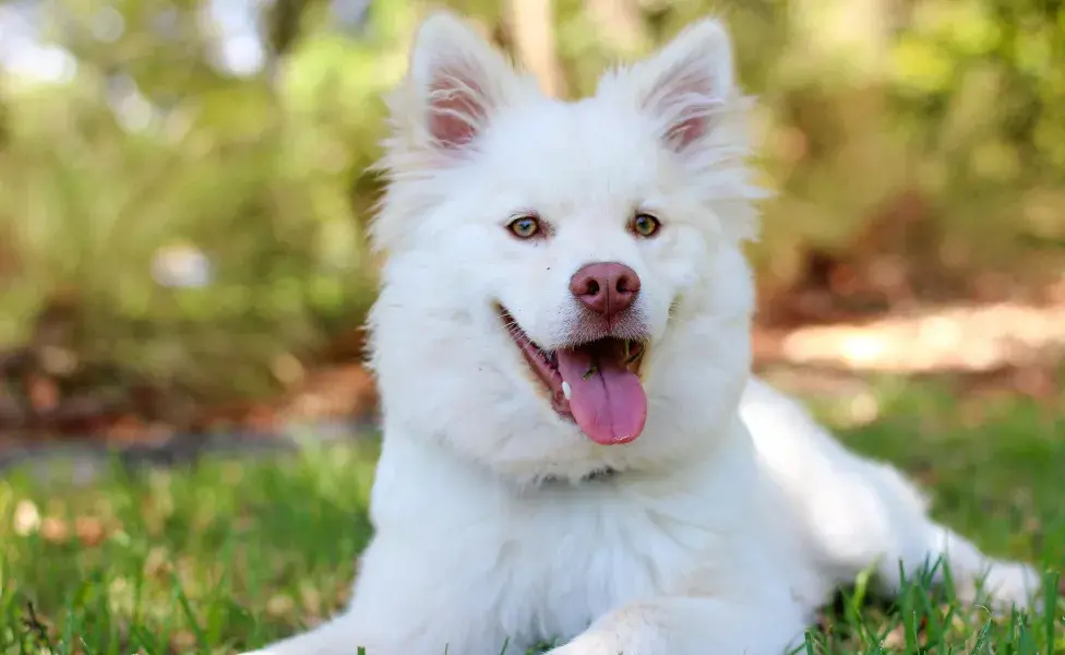 Los perros necesitan entender qué comportamientos son aceptables y cuáles no. 