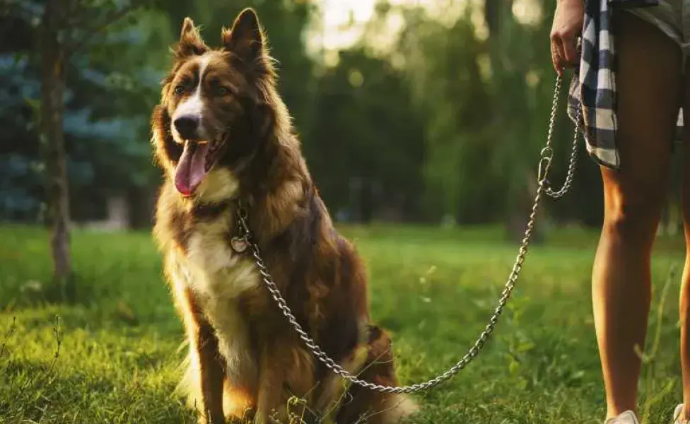 perro border collie paseando. Foto: Envato/FabrikaPhoto