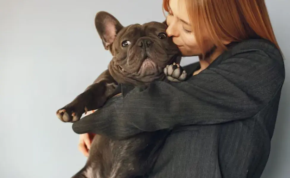 A pesar de su apariencia robusta, los bulldogs franceses son perros que disfrutan de la compañía