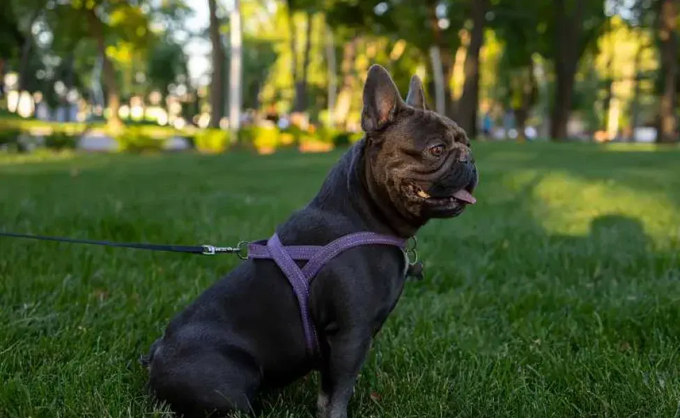 perro bulldog con pechera en el parque. Foto: Envato/romanchoknadii