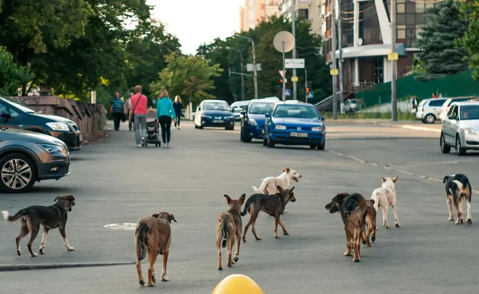 Perros caminando por la calle. Foto: Pexels/Александр Македонский