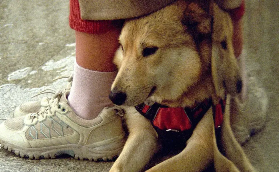 Muchos adoptan sin saber cuáles son las necesidades del perro.