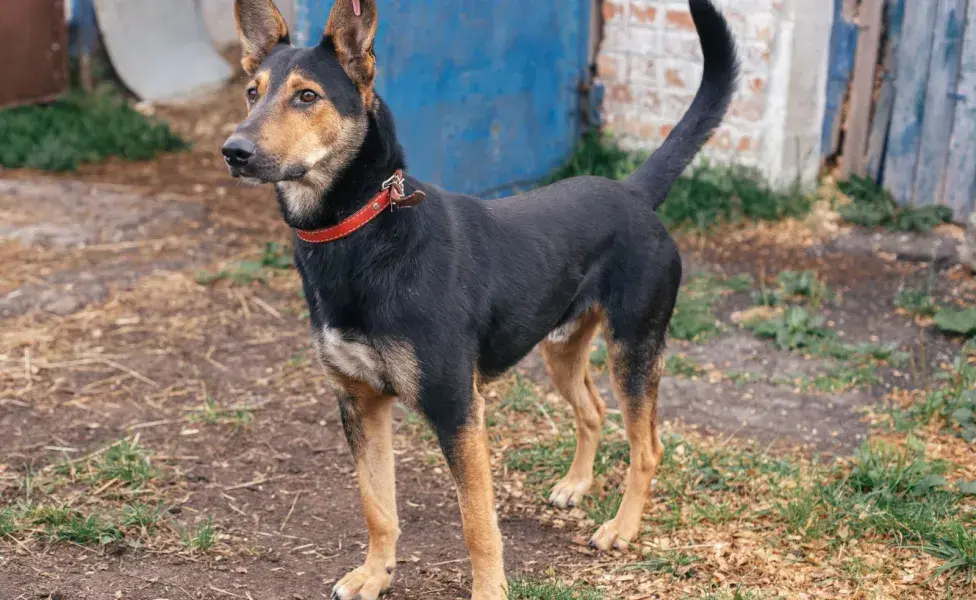 Los perros asilvestrado pueden atacar al ganado o incluso a las personas. Foto: Envato/Sonyachny