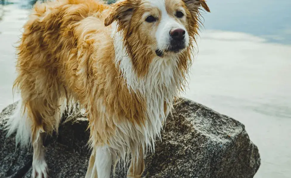 Si tu perro está irritado cuando le cepillas el pelo, probablemente está cambiándolo.