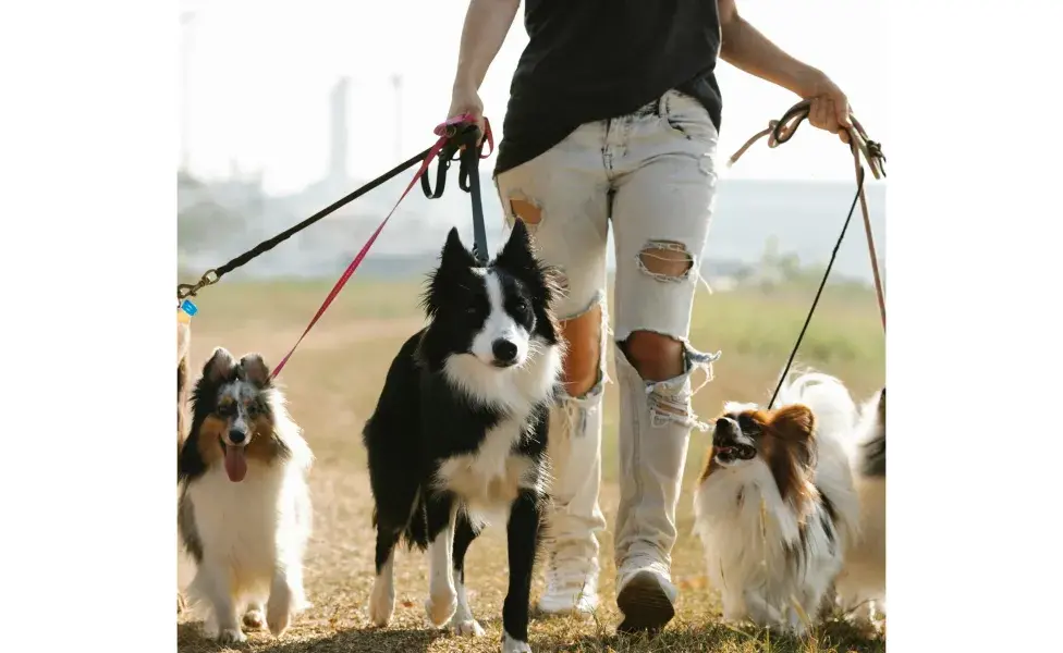 Perros caminando en el campo. Foto. Pexels/Blue Bird