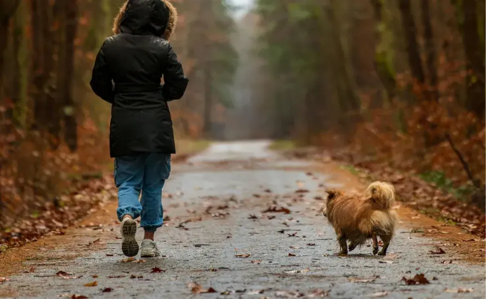 El poder olfativo de los perros es tan grande que así pueden reconocer su casa.