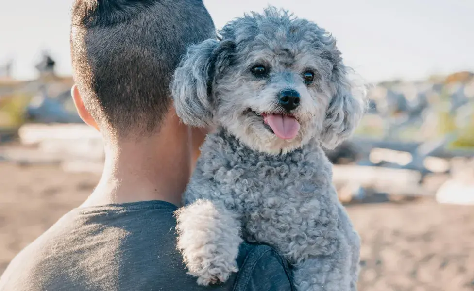 Un perro caniche de color gris. Foto: Pexels/PNW Production