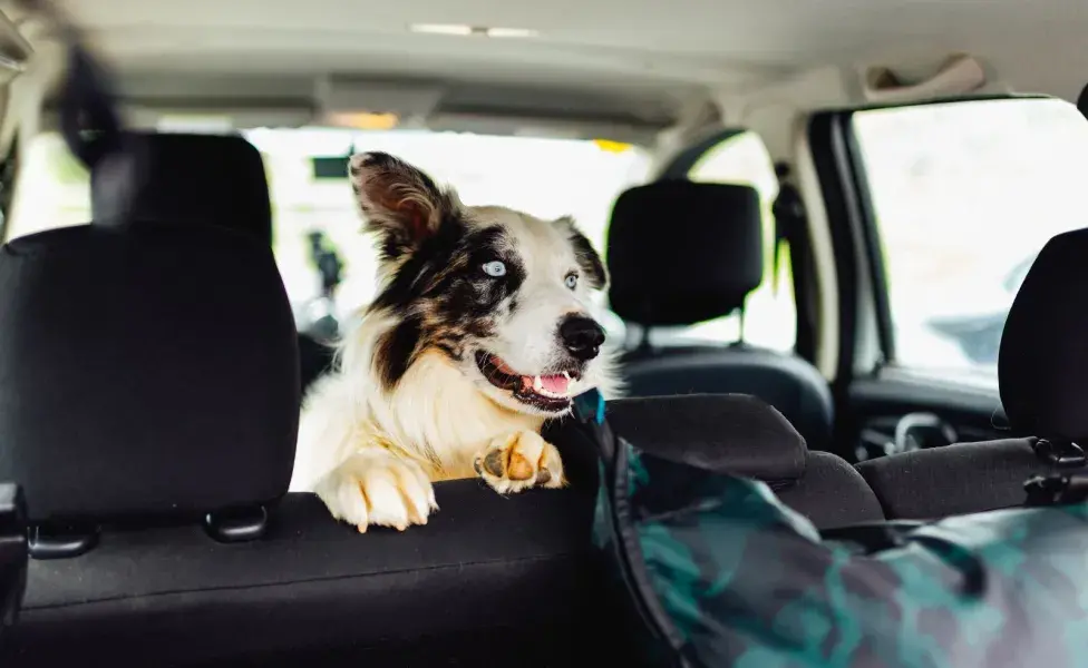 Al igual que en los autos, los perros pueden experimentar mareos en el avión.