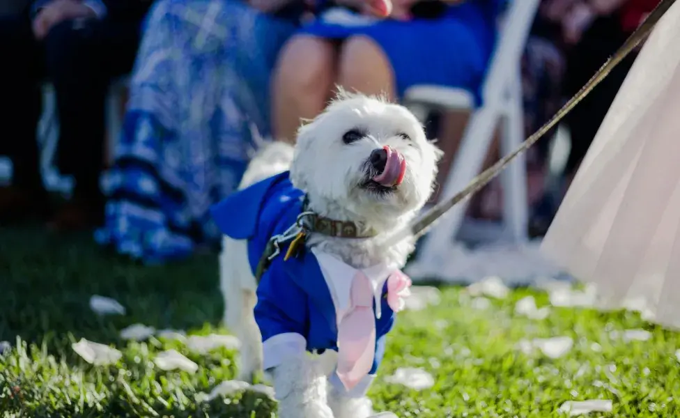 La baja natalidad en China ha provocado que la gente quiera casar a sus mascotas.