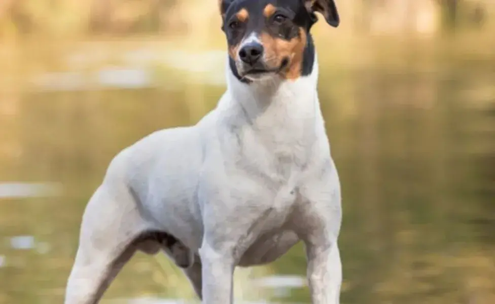 Estos caninos suelen desarrollar una conexión muy fuerte con sus dueños