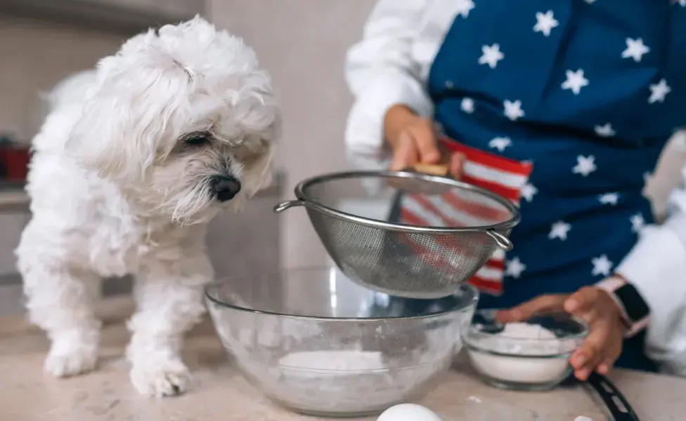  Es importante asegurarse de que sus mascotas reciban una dieta equilibrada y libre de aditivos 