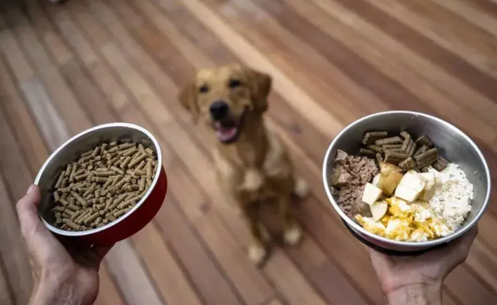 Los granos enteros, como arroz integral, avena y cebada, son una buena fuente de carbohidratos 