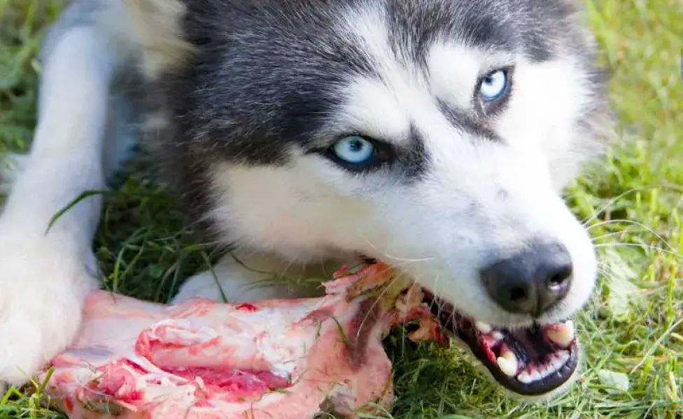 perro comiendo carne cruda. Foto: Envato/perutskyy