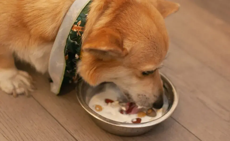 Preparar comida casera para perros permite a los dueños controlar los ingredientes