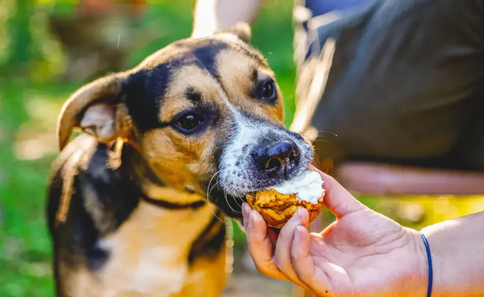 Si quieres consentir a tu perro con algo especial, opta por golosinas diseñadas específicamente para ellos. 