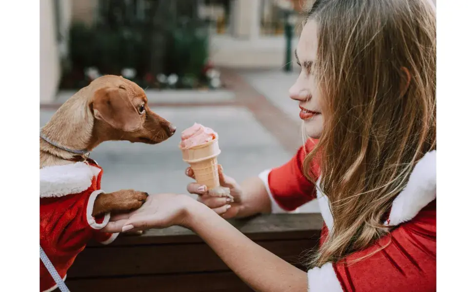 Perrito comiendo helado. Foto: Pexels/RDNE Stock project