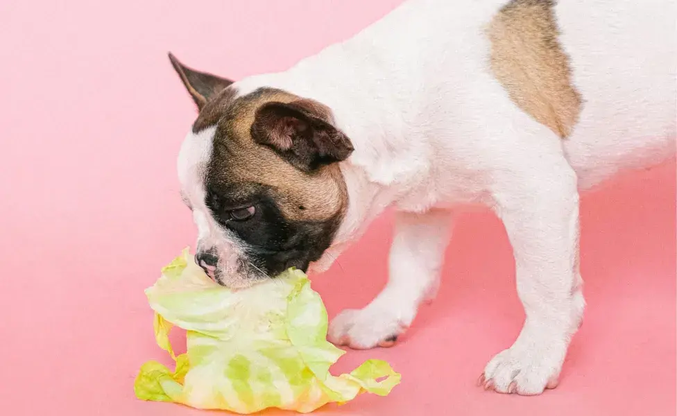 El sistema digestivo del perro puede procesar tanto carne como vegetales.