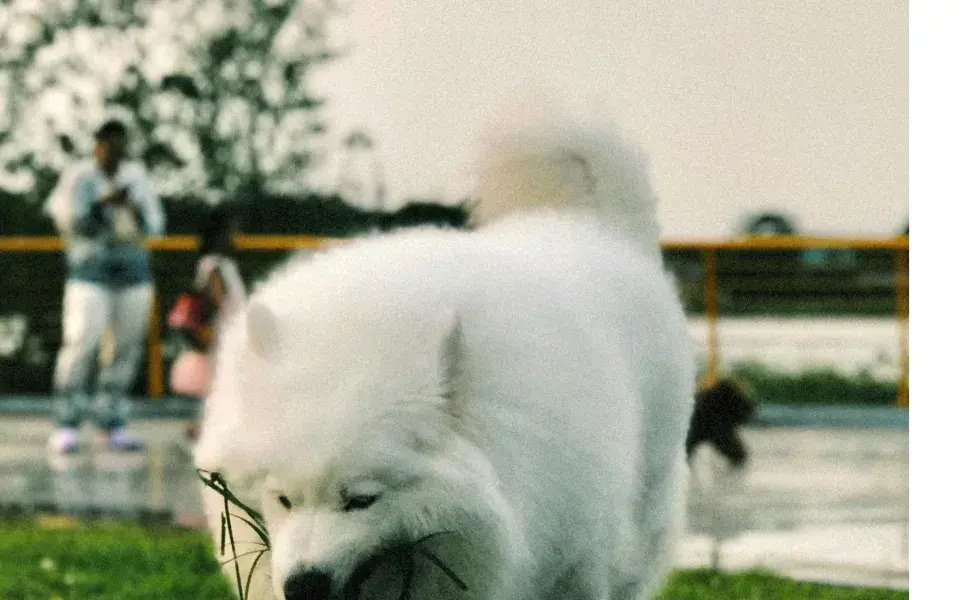 Perro comiendo pasto. Foto: Pexels/imnhie