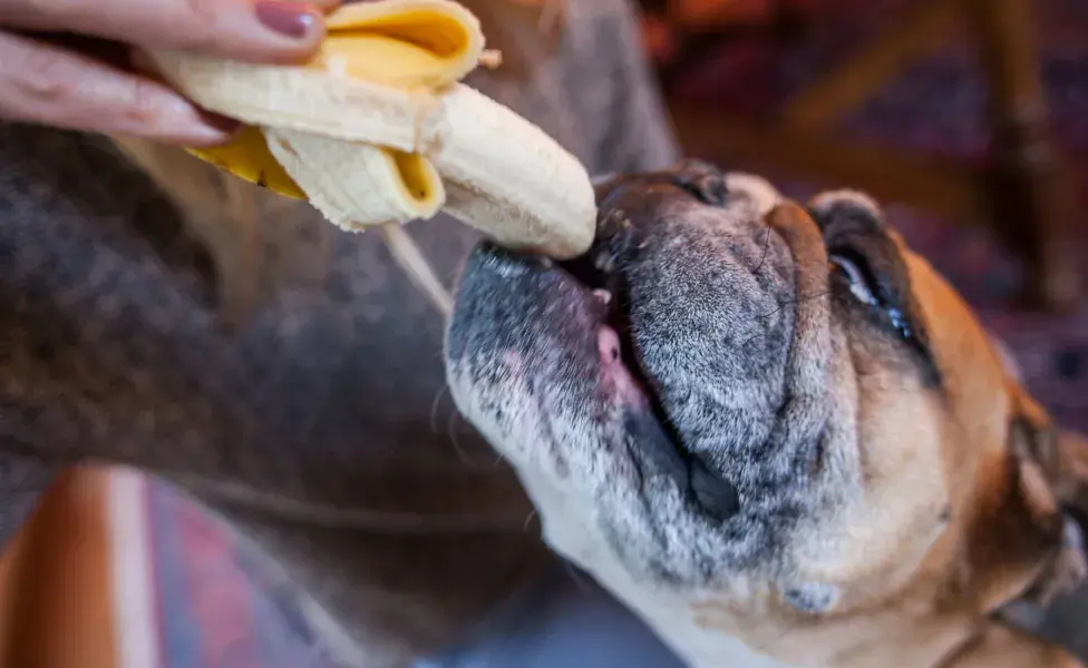 Es una opción ideal para los perros debido a su contenido en potasio, vitamina B6 y fibra.