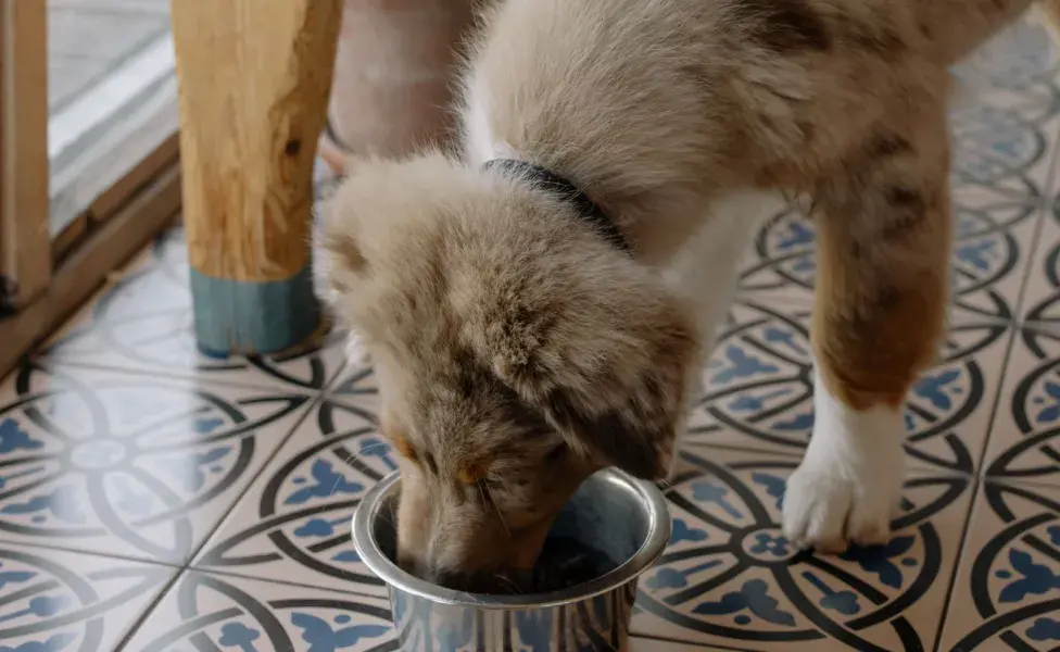 La piel del pavo y las partes grasosas no son saludables para los perros. 