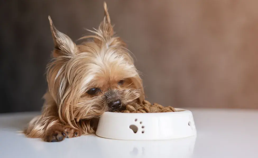 Los perros procesan ciertas proteínas y grasas más rápido que los humanos, lo cual les permite obtener energía rápidamente. 