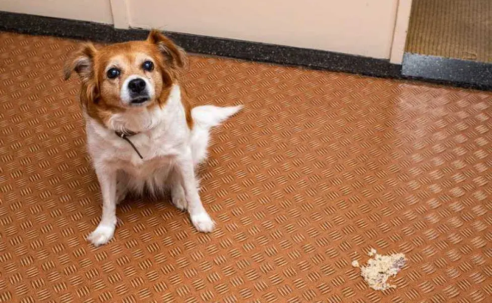 Perro comiendo su vómito. Foto: Canva