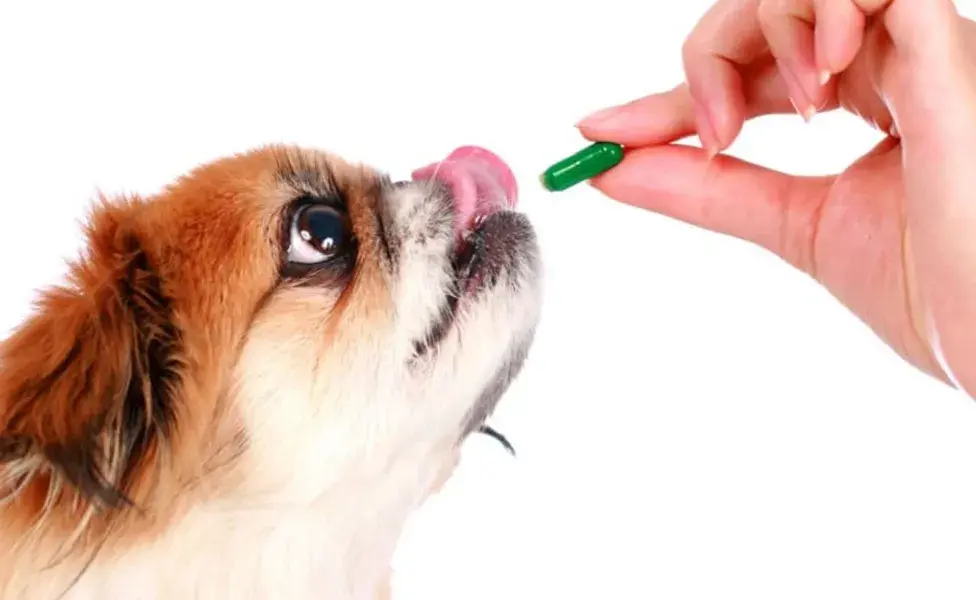 los suplementos pueden ser necesarios para asegurar que tu perro obtenga todos los nutrientes que necesita