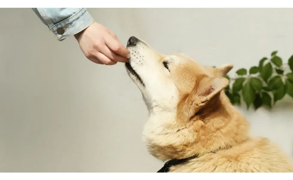 Perro comiendo de la mano de su dueña. Foto: Pexels/cottonbro studio