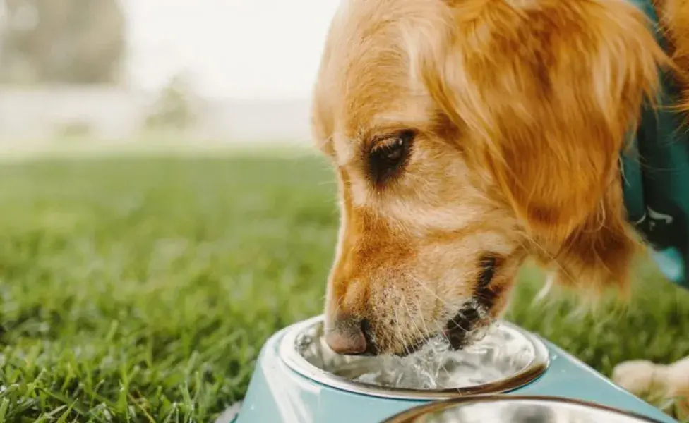 Las proteínas más pequeñas son más fáciles de digerir y absorber.