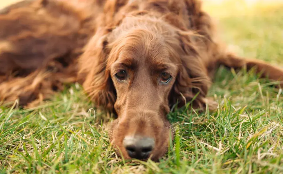 Asegúrese de que su perro tenga suficientes juguetes. Foto: Envato/shiwork