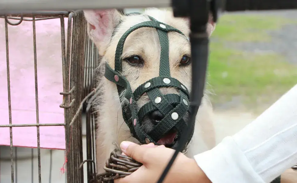 Un perro agresivo, es recomendable que use bozal.