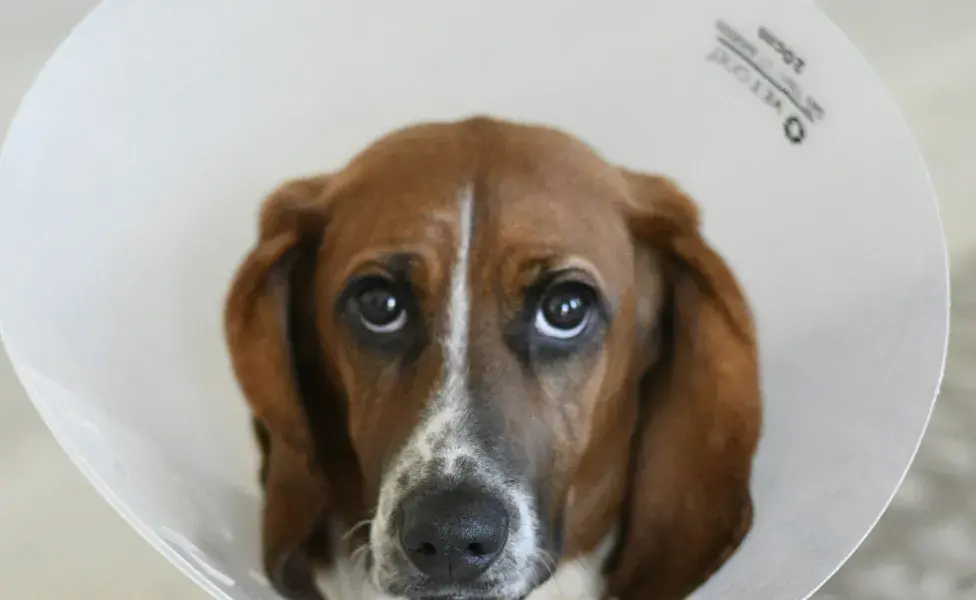 Perro con un cono de la vergüenza. Foto: Pexels/mazzy Fritzel