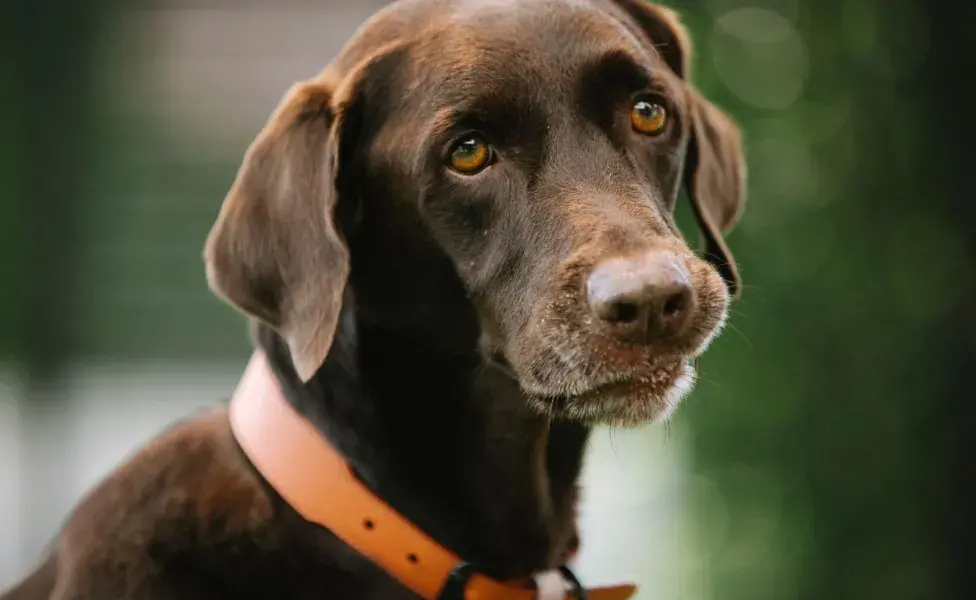 Estrés o ansiedad: Este estado suele revelarse cuando el perro presenta un ritmo cardíaco elevado