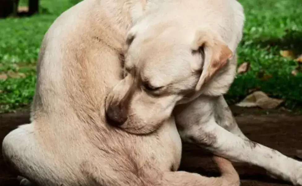 Es importante vigilar a tu perro en los días siguientes a la extracción de la garrapata. 