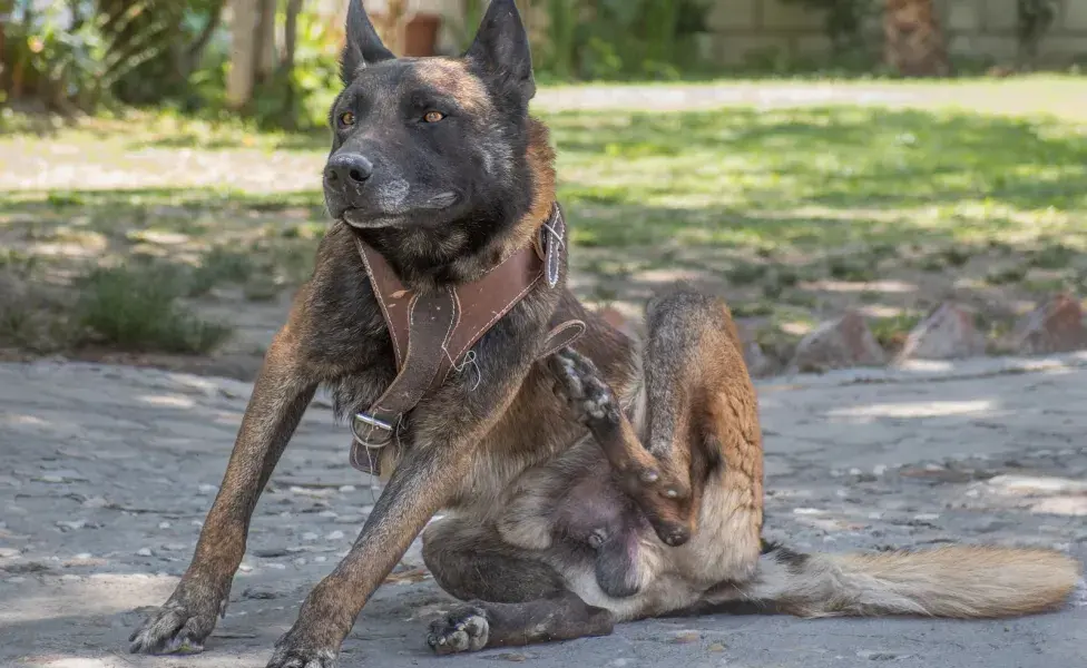 Hay varios métodos disponibles para desparasitar a tu perro.