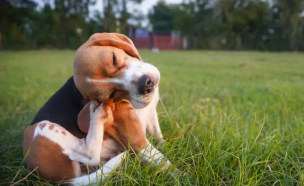 Es importante no autodiagnosticar la causa de la caspa en los perros.