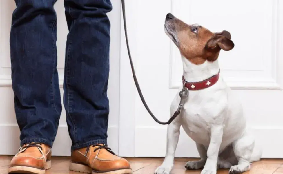 Si sorprendes a tu perro haciendo pipí en un lugar inapropiado, interrúmpelo con un sonido fuerte.