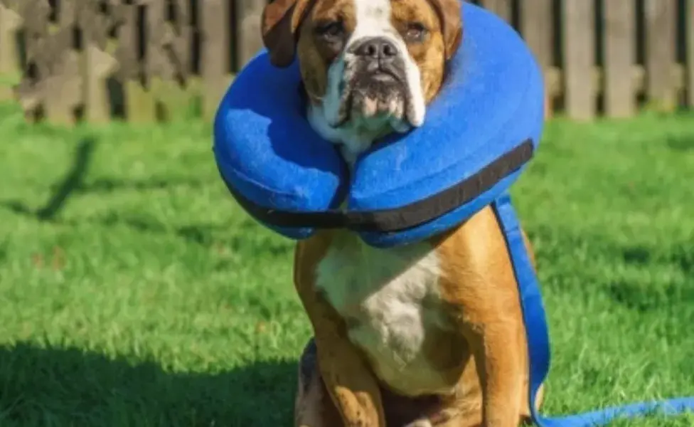 La dona inflable es una alternativa más reciente y cómoda al collar isabelino. 