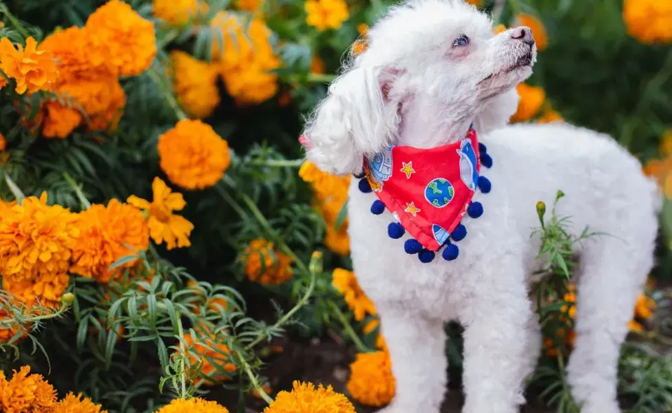 Es importante señalar que la toxicidad del cempasúchil en perros no suele ser grave ni mortal