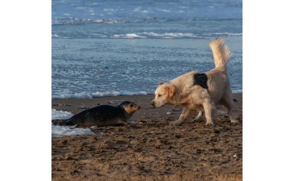 Perrito conviviendo con una foca. Foto: Pexels/wal_ 172619