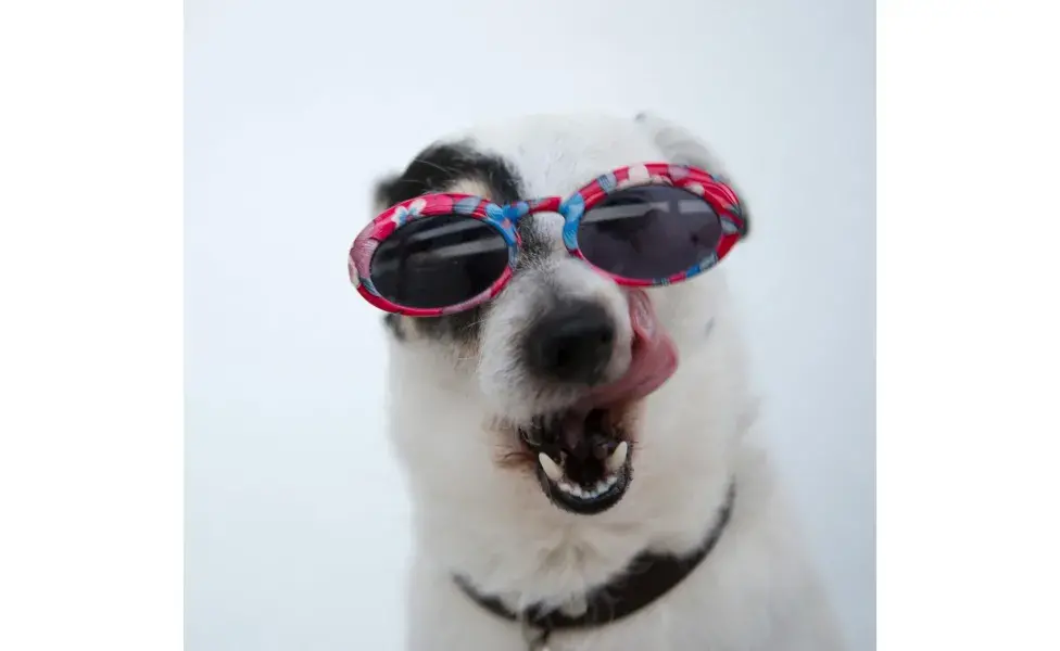 Perro con lengua de fuera. Foto: Pexels/cottonbro studio