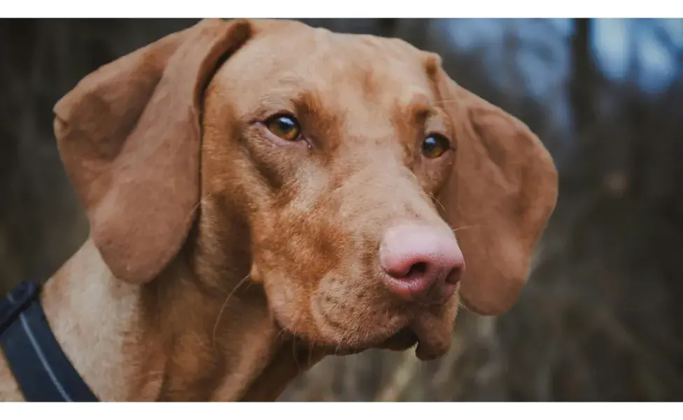 Hay perros que experimentan ansiedad. Foto: Pexels/Andreas Schnabl