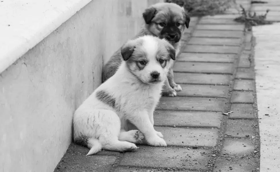 Los perros pueden temblar por miedo y sonidos fuertes.