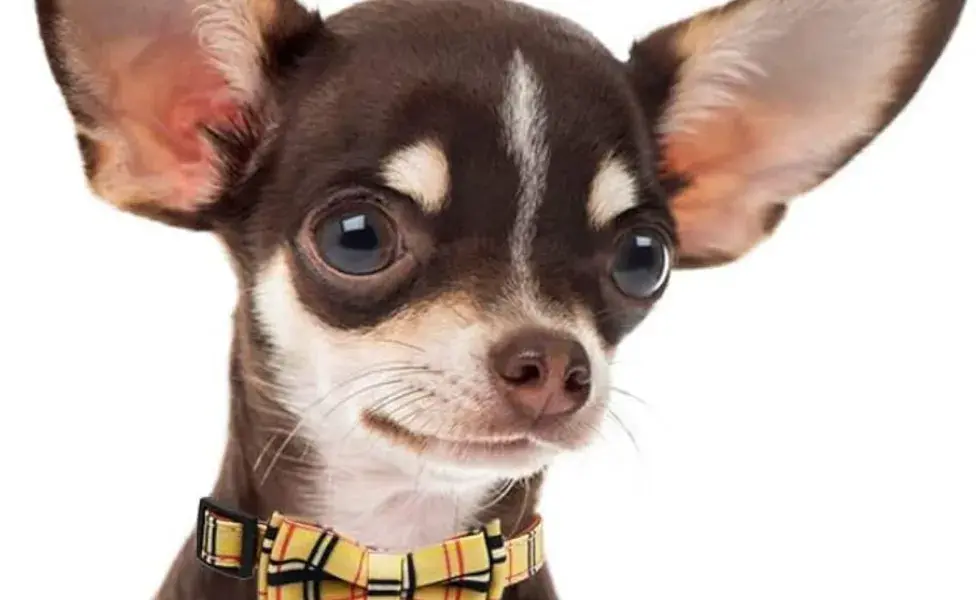 Los collares son uno de los accesorios más básicos y esenciales para cualquier mascota.