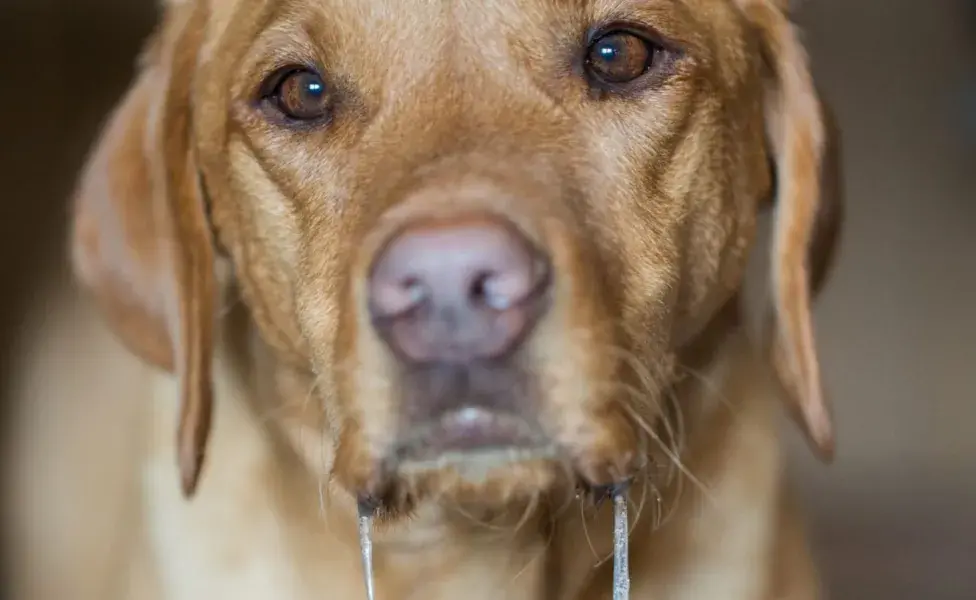 Tu perro puede mostrar signos de dolor al tocar su abdomen, y es probable que se retuerza 