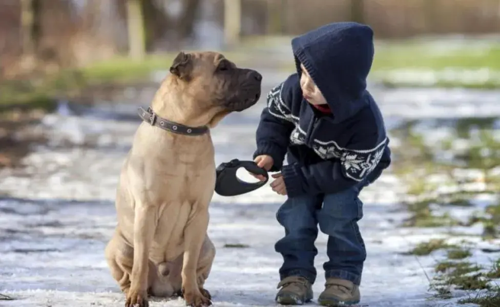 los perros son capaces de entender entre 150 y 250 palabras