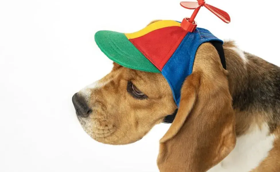  los sombreros y gorras pueden ser una adición adorable para sesiones de fotos 