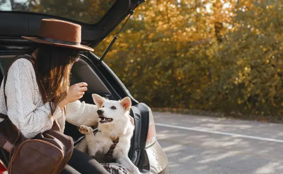 perro con su dueña en coche. Foto: Envato/Sonyachny