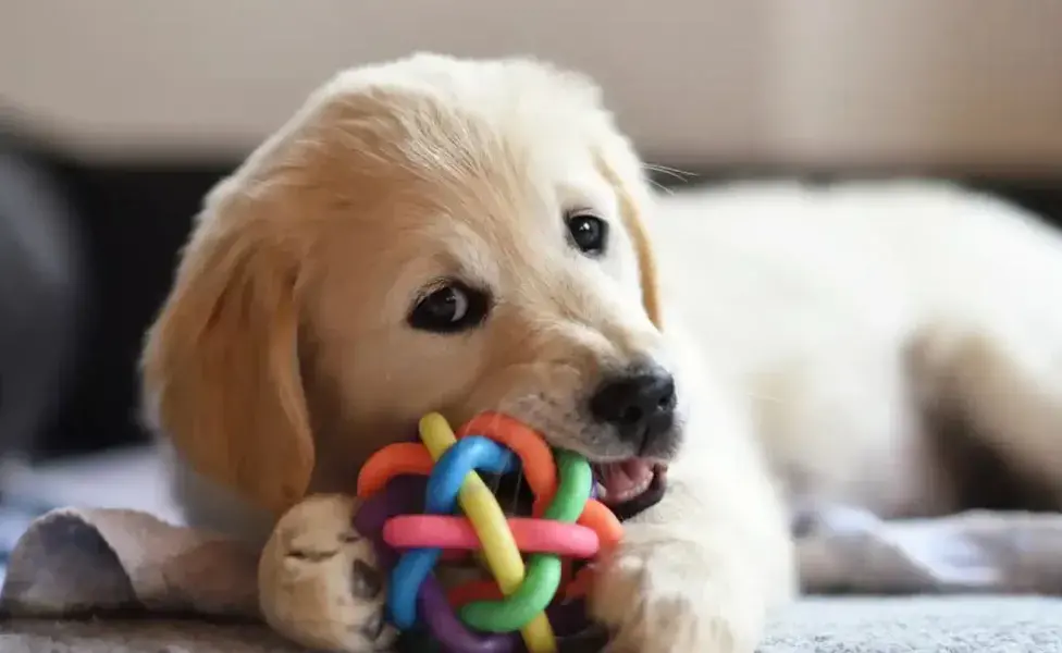 Al elegir un nombre para un perro, es importante considerar no solo la sonoridad y la facilidad de pronunciación